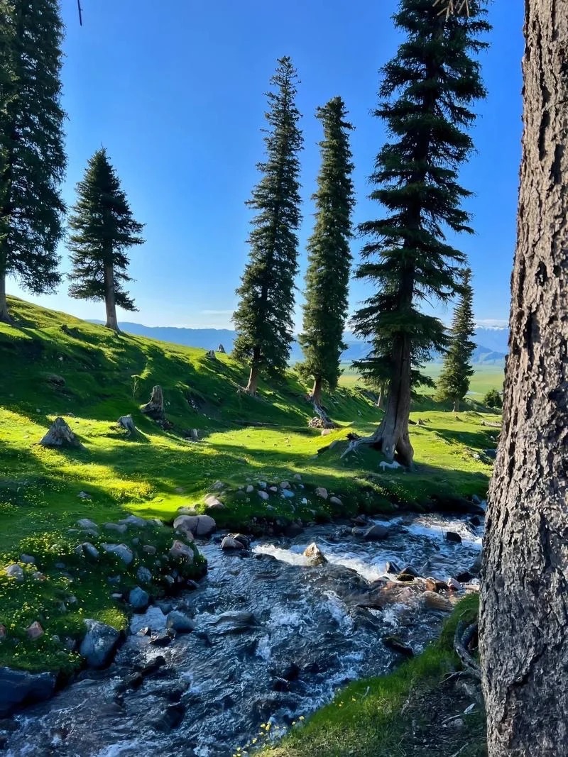 赴一场伊犁之约，邂逅人间盛景🌲_3_🐰　っ_来自tour520旅游攻略